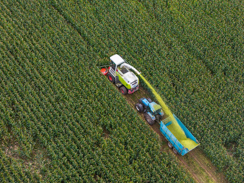 Aerial view of a forage harvester cutting corn in a field with a tractor and trailer collecting the harvest in Pomeranian Voivodeship, Poland.