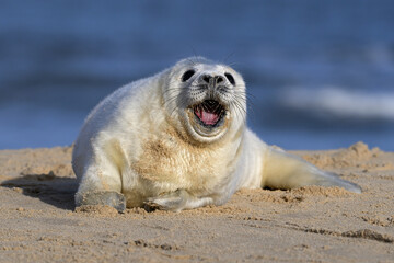 Atlantic Grey Seal pup yawning  © David