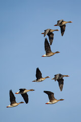 mixed flock of greater white-fronted goose (anser albifrons) and  tundra bean goose (anser serrirostris rossicus) in flight, found at Gülper Lake in Brandenburg, Germany © Mathias Putze