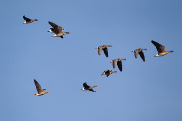 mixed flock of greater white-fronted goose (anser albifrons) and  tundra bean goose (anser serrirostris rossicus) in flight, found at Gülper Lake in Brandenburg, Germany © Mathias Putze