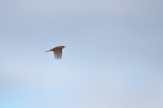 adult tawny pipit (anthus campestris) in flight, found on a former military drill ground near J&uuml;terbog in Brandenburg, Germany