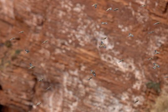 flock of common linnet or eurasian linnet (linaria cannabina) in flight, found at Heligoland during migration