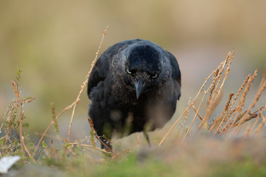 eurasian jackdaw (coloeus monedula) searching for invertebrates on ground, found at Cuxhaven in Lower Saxony in Germany