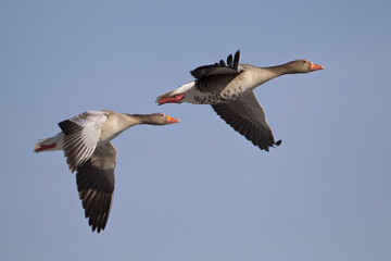 couple of adult greylag goose (anser anser) in flight, found at Gülper See in Havelland in Brandenburg, Germany © Mathias Putze