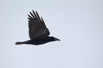 juvenile western rook (corvus frugilegus frugilegus) in flight, found at Thuringia in Germany © Mathias Putze
