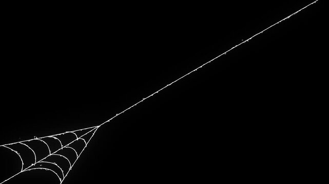 Spider man superhero style web launch animation on black screen, dynamic elastic silk thread blast with rapid stretching motion, realistic cobweb vfx overlay action, ultra hd 4k background loop.