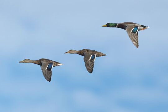 adult male and female and juvenile male of mallard, anas platyrhynchos) in flight, found at Chiemsee in Bavaria, Germany