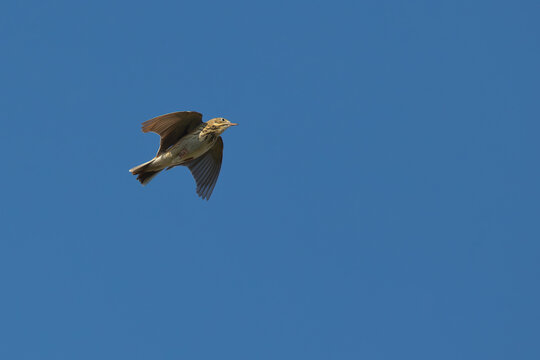 tree pipit (anthus trivialis) doing song or display flight, found in Bavaria in Germany