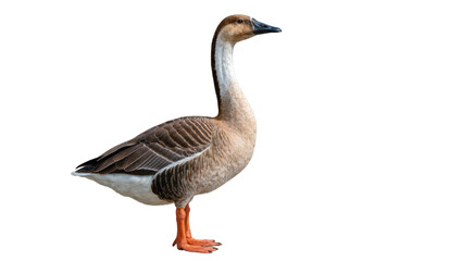 Brown Chinese goose with white neck and orange legs, isolated on transparent background © islapix