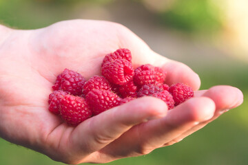 Close-up of a hand holding fresh, ripe red raspberries against a blurred background. © Justyna