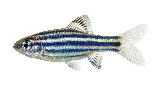 Zebra danio fish with blue and silver stripes, isolated on transparent background