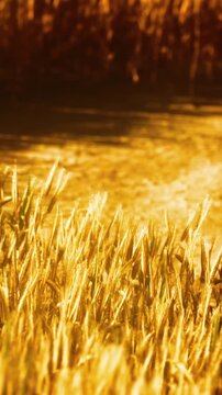 Sunlight shines on the water next to lush tall grass in a natural environment. The scene captures a moment of nature with clear reflections in the water.