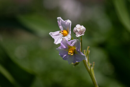 Purple potato flowers bloom in a sunny garden showcasing the beauty of nature and agricultural practices during springtime