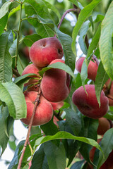Ripening Saturn peaches hang gracefully on the branches amidst vibrant green leaves in a sunny orchard during late summer © Oleh Marchak