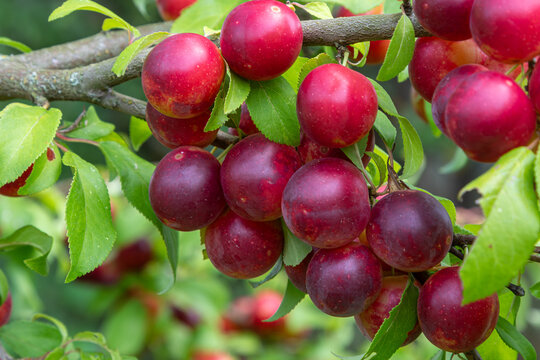 Bountiful harvest of ripe cherry plums on branches in a lush garden during summer season