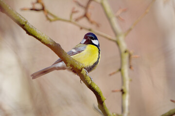 Curious Great Tit looking toward the camera from a slender tree branch © SebVoj