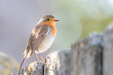 Fototapeta premium European Robin in Soft Natural Light