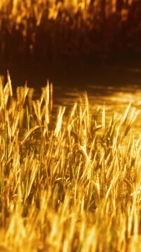 The scene shows a wheat field with golden stalks growing close to a water source. The setting sun casts warm light over the landscape, creating a natural glow.