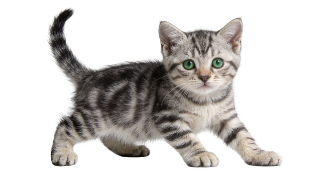 Tabby kitten with green eyes standing alert, isolated on transparent background