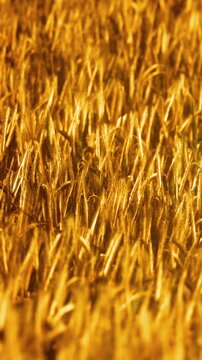 Wheat field stretches across the land as the sun sets. The golden hues reflect off the stalks creating a warm glow. The scene captures the essence of harvest season in nature.