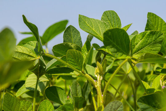 Green soybean plants growing robustly under clear blue sky in a farm field during late spring