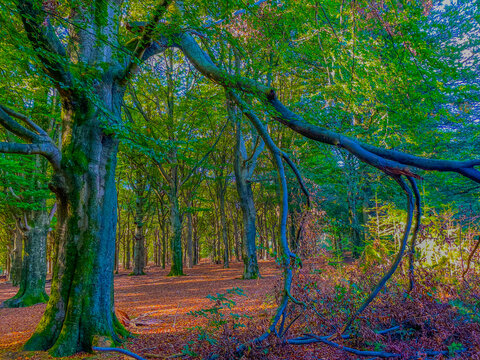 Forest in bright sunlight in autumn, Lage Vuursche, Utrecht, Netherlands, October, 2026