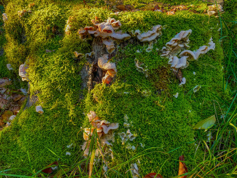 Forest in bright sunlight in autumn, Lage Vuursche, Utrecht, Netherlands, October, 2026