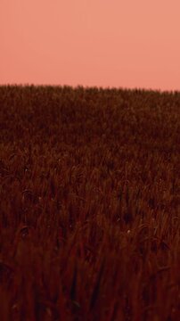 A wide view of a wheat field stretches across the scene during evening. The sky shows warm colors as the sun sets. The crops look ready for harvest.