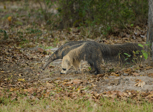 Brazialian giant anteater walking through the forest