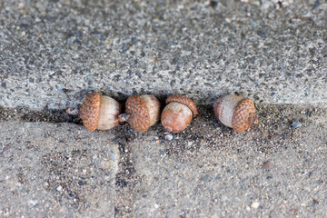 Five acorns arranged in a row along a narrow crack between weathered concrete surfaces, showing textured caps and earthy brown tones in a close up © Yahor