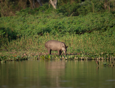 A tapir looking for food at the edge of the water