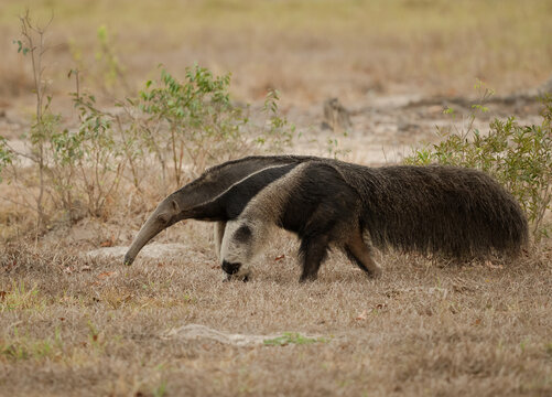 Giant anteater walking across a dead grass field