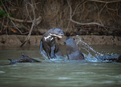 A giant river otter leaping up while playing