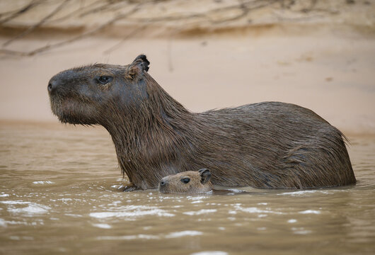 Capybara mom and her baby wading in the water
