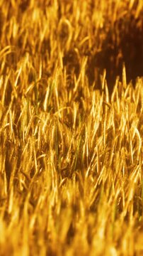 A wide view of a wheat field during sunset. The sun shines on the golden stalks of wheat, creating a bright and warm atmosphere. The scene captures the beauty of nature in the evening light.