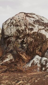 A large rock sits on the ground surrounded by dry grass and small plants. The scene shows a natural environment with a cloudy sky above.
