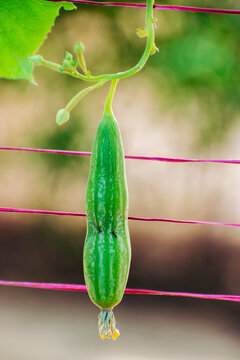 Pest damage to a growing vegetable crop, ant infestation