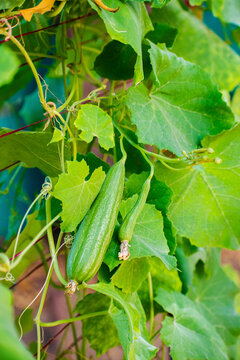 Vertical image ridge gourd growing 
