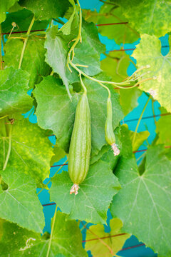 Vertical image, vegetable going at home garden