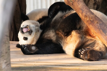Playful Giant Panda, Qi Ying aka San Mei, Lying Upside Down Near Wooden Logs © foreverhappy