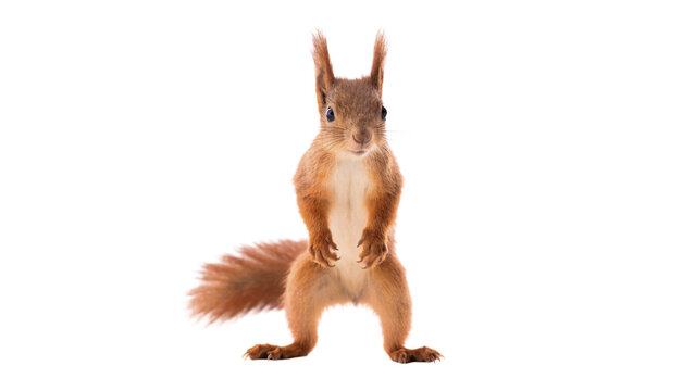 Small wild red squirrel standing full body profile isolated on transparent background