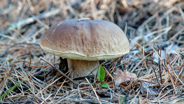 mushroom in the forest
