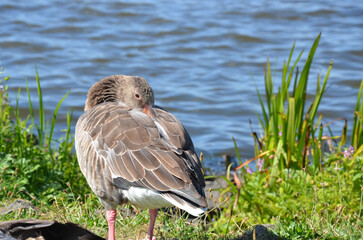 Gans im Gras am Ufer des Sees - Steinhuder Meer © alisseja