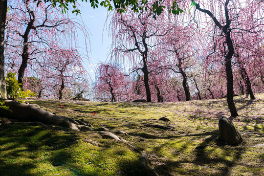Weeping Plum Trees flower in full bloom at Jonangu Shrine Japanese garden, Kyoto, Japan.
