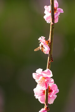 Hoverfly on pink plum blossom with blurred background. Shallow depth of field.