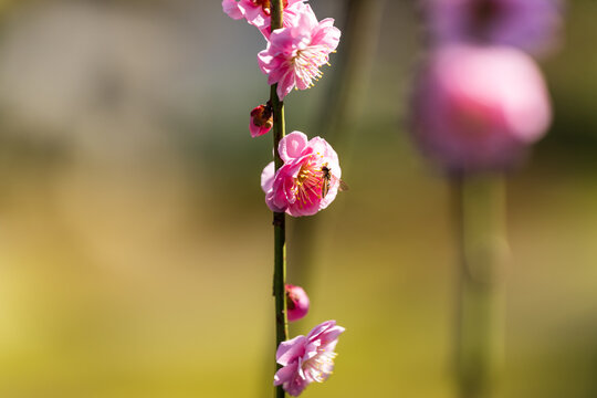 Hoverfly on pink plum blossom with blurred background. Shallow depth of field.