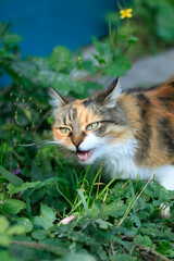 Portrait of cute fluffy cat © olena