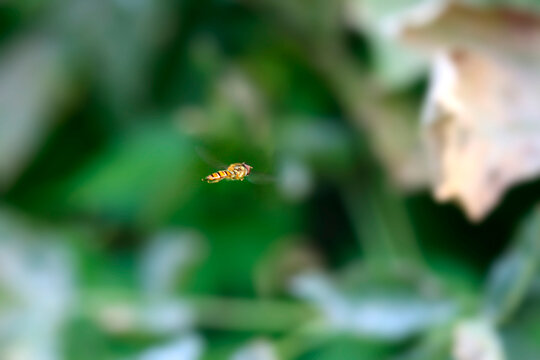 Striped bee sitting in garden