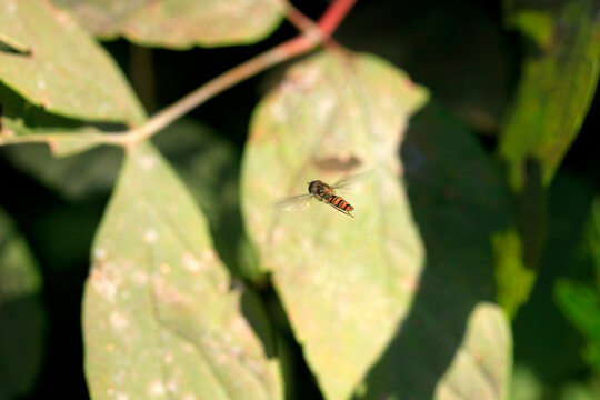 Striped bee sitting in garden