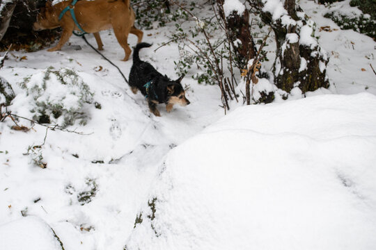 Two Dogs Exploring Snow Covered Forest Trail by Mossy Boulders